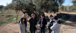 la-diputacio-de-castello-subvenciona-amb-22-500-euros-a-la-mancomunitat-de-la-taula-del-senia-per-a-posar-en-valor-les-oliveres-mil-lenaries-de-la-zona