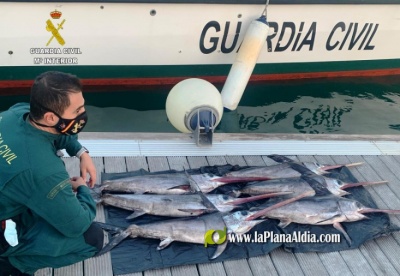 La Gurdia Civil incauta 6 peixos espasa de talla antirreglamentaria a 15 milles de Les Columbretes