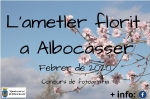 Albocàsser convoca un concurs de fotografia sobre l'ametler florit