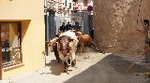 El Concurso de Ganaderías Ciudad de Segorbe comenzará los lunes de toros