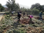 Albocàsser celebra el Dia de l'Arbre