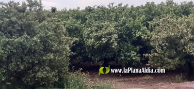 L'Estat d'Alarma i els dubtes dels xicotets llauradors amb la legalitat
