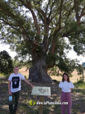 La Diputació posa en valor cinc arbres monumentals de la província amb la instal·lació de panells informatius