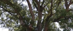la-diputacio-posa-en-valor-cinc-arbres-monumentals-de-la-provincia-amb-la-instal-lacio-de-panells-informatius