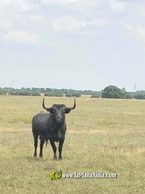 Satine anula los toros de Misericrdia 2020 y anuncia los de 2021
