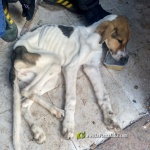 La Policia de la Generalitat det? a una persona per maltractar a dos gossos a Castell?
