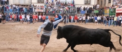 nules-vibra-amb-els-bous-que-no-volia-l-alcalde