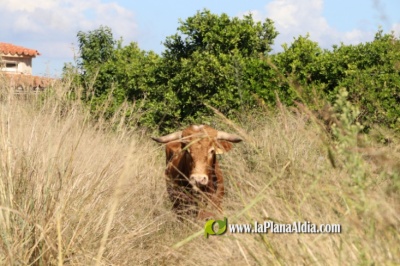 Un toro cerril se escapa de Almassora e irrumpe en Sant Gregori