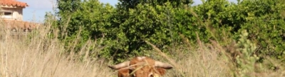 Un bou cerril s'escapa d'Almassora i irromp a Sant Gregori