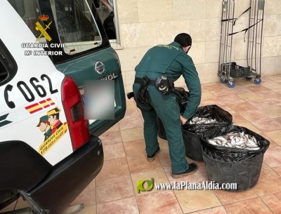 La Guardia Civil ha aprehendido 213,25 kg de aligote de talla antirreglamentaria