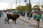 Santa B?rbara vibra amb el 'bou en corda' que Aparisi va voler suspendre