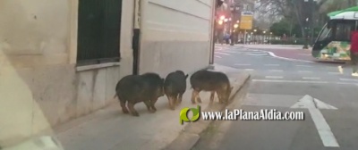 Cerdos vienamitas se pasean por e parque Ribalta y Rei Enm Jaume
