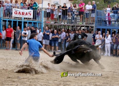 Borriana baralla tres escenaris per a exhibir bous en la Misericrdia '21