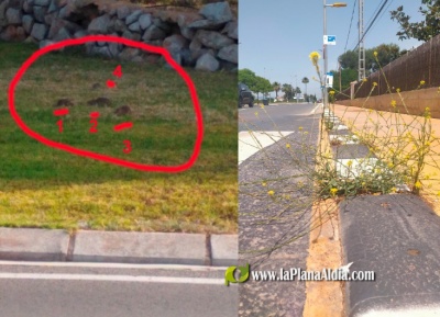 Borriana, Flora i Fauna