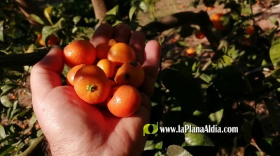 LA UNIÓ denuncia que el Pla d'Acció del Ministeri d'Agricultura contra el Cotonet de Sud-àfrica ha resultat ineficaç i demana un major pressupost per a combatre'l
