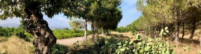 L'Ajuntament de Betxí neteja els barrancs per minimitzar els perills de les pluges torrencials