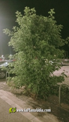 Sant Gregori marca tendència, brossegal per tot arreu
