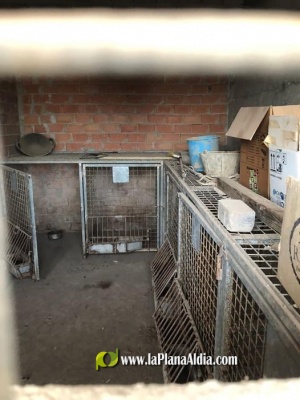El PP reclama un tracte digne per a animals perduts en Torreblanca i sacrifici zero
