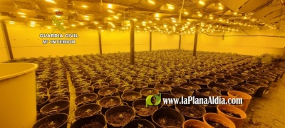 La Guardia Civil desmantela una plantacin de 668 plantas de marihuana y detiene a una persona por cultivo y elaboracin de droga en Almassora