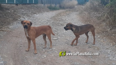 El Consorcio gestor del Paisaje Protegido de la Desembocadura del río Mijares recuerda la prohibición de llevar perros sueltos
