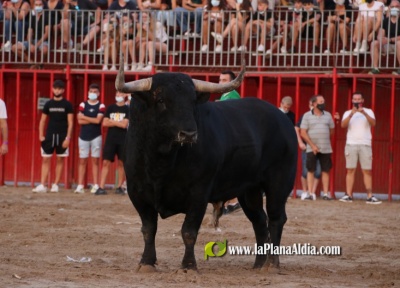 Prevn que el 'bou al carrer' vuelva para antes de El Pilar