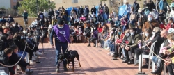 Gran éxito de la primera Feria de adopción de animales de l'Alcora  