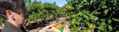 El Ayuntamiento de les Alqueries vuelve a soltar ‘cryptolaemus’ para luchar contra el ‘cotonet’ en zonas de la huerta municipales con mayor incidencia