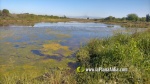 L'aigua entollada en Golf Sant Gregori ja ?s un nou h?bitat per a la fauna i la flora