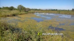 L'aigua entollada en Golf Sant Gregori ja ?s un nou h?bitat per a la fauna i la flora