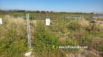 L'aigua entollada en Golf Sant Gregori ja ?s un nou h?bitat per a la fauna i la flora