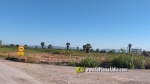 L'aigua entollada en Golf Sant Gregori ja ?s un nou h?bitat per a la fauna i la flora