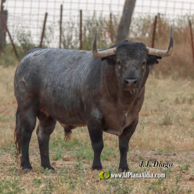 Satine patrocina un Partido de Resina per al 'bou en corda' de Santa Bàrbera