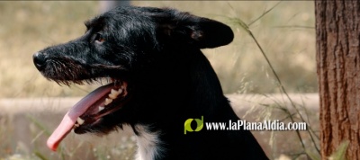 Onda llana una campanya de conscienciaci per a evitar l'aband de mascotes durant l'estiu