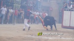 Betx? tanca els actes taurins de les Festes del Crist