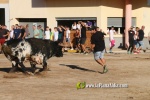 Les Alqueries inicia les exhibicions taurines