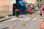 'El bou en corda' va tornar a rec?rrer el terme municipal de les Alqueries