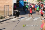 'El bou en corda' va tornar a rec?rrer el terme municipal de les Alqueries