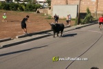 'El bou en corda' va tornar a rec?rrer el terme municipal de les Alqueries