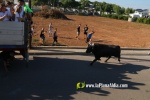 'El bou en corda' va tornar a rec?rrer el terme municipal de les Alqueries