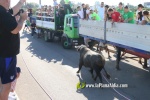 'El bou en corda' va tornar a rec?rrer el terme municipal de les Alqueries