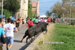'El bou en corda' va tornar a recrrer el terme municipal de les Alqueries