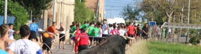 'El bou en corda' volvió a recorrer el término municipal de Les Alqueries