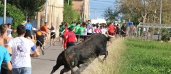 'El bou en corda' volvió a recorrer el término municipal de Les Alqueries