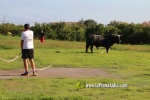 'El bou en corda' va tornar a rec?rrer el terme municipal de les Alqueries