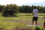'El bou en corda' va tornar a rec?rrer el terme municipal de les Alqueries