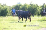 'El bou en corda' va tornar a rec?rrer el terme municipal de les Alqueries