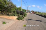'El bou en corda' va tornar a rec?rrer el terme municipal de les Alqueries