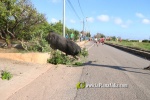 'El bou en corda' va tornar a rec?rrer el terme municipal de les Alqueries