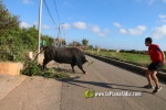 'El bou en corda' va tornar a rec?rrer el terme municipal de les Alqueries