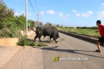 'El bou en corda' va tornar a rec?rrer el terme municipal de les Alqueries